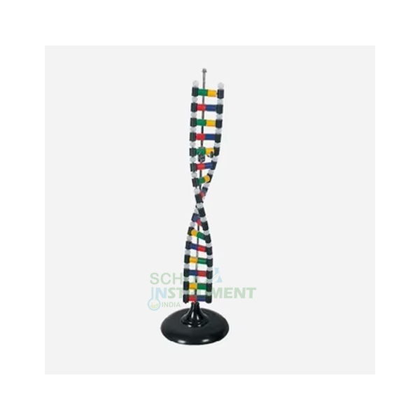 DNA Structure Model, Simulation Kit